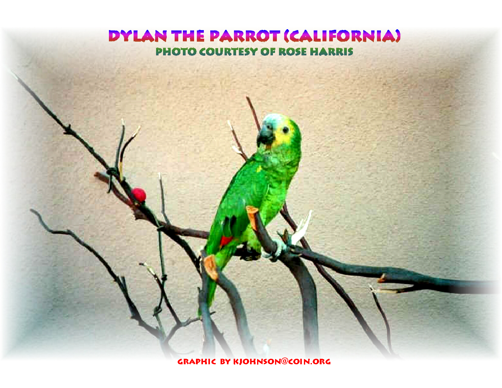 dylan_the_california_parrot.jpg