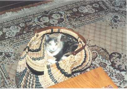 possum_and_basket.jpeg.jpg