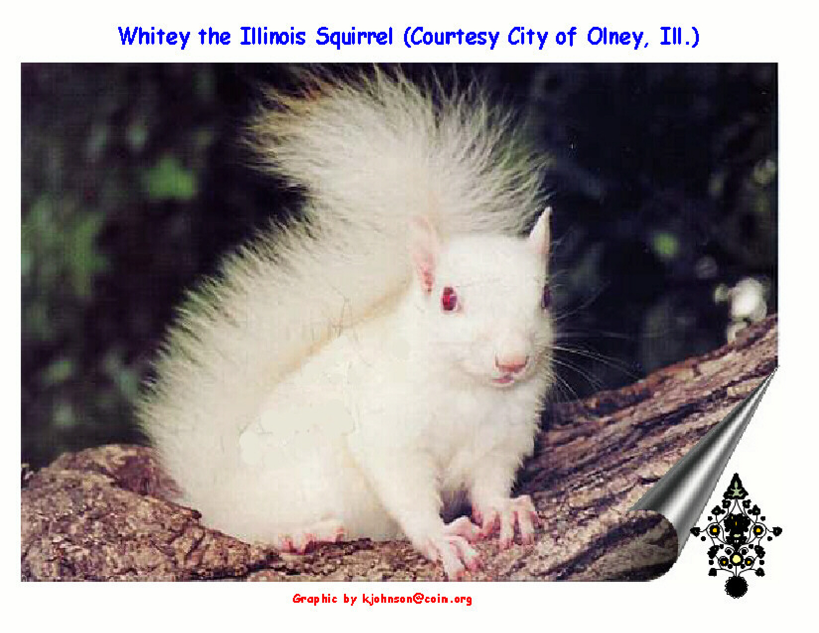 whitey_the_squirrel_from_illinois.jpg